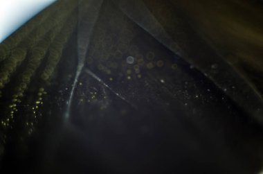 Mikroskop altında kelebek kanatları