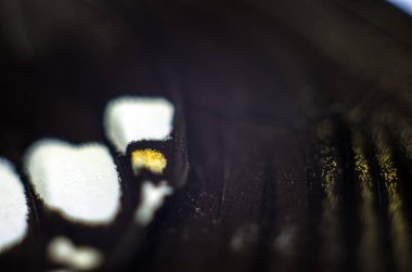 Mikroskop altında kelebek kanatları