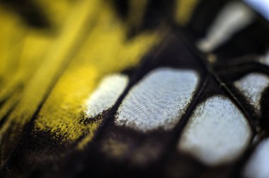 Mikroskop altında kelebek kanatları