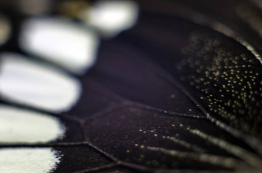 Mikroskop altında kelebek kanatları