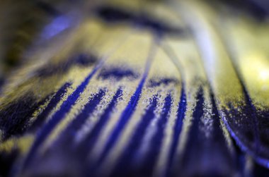 Mikroskop altında kelebek kanatları