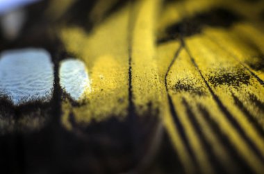 Mikroskop altında kelebek kanatları