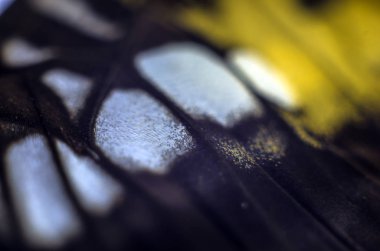 Mikroskop altında kelebek kanatları