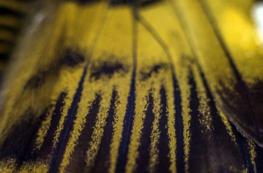 Mikroskop altında kelebek kanatları