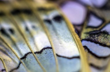 Mikroskop altında kelebek kanatları