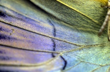 Mikroskop altında kelebek kanatları