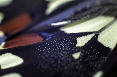 Mikroskop altında kelebek kanatları