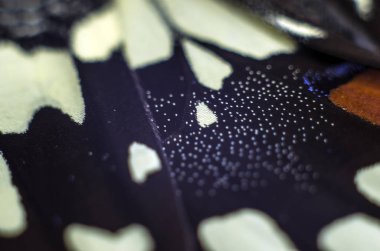 Mikroskop altında kelebek kanatları