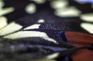 Mikroskop altında kelebek kanatları