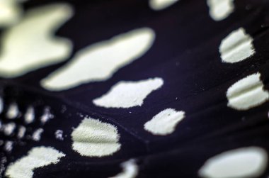 Mikroskop altında kelebek kanatları