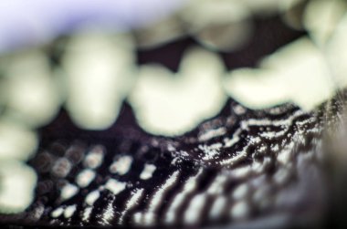 Mikroskop altında kelebek kanatları