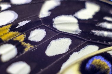 Mikroskop altında kelebek kanatları