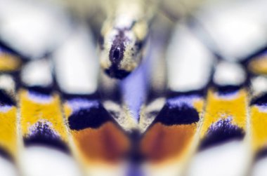 Mikroskop altında kelebek kanatları