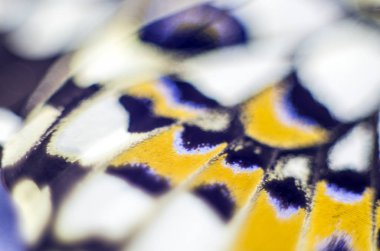 Mikroskop altında kelebek kanatları