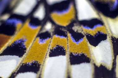 Mikroskop altında kelebek kanatları