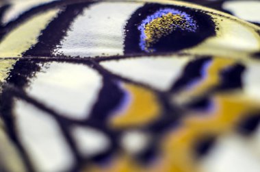 Mikroskop altında kelebek kanatları