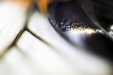 Mikroskop altında kelebek kanatları