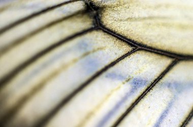 Mikroskop altında kelebek kanatları