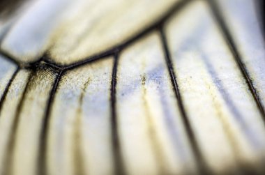 Mikroskop altında kelebek kanatları