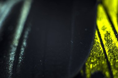 Mikroskop altında kelebek kanatları