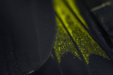 Mikroskop altında kelebek kanatları