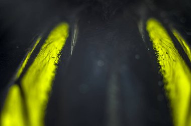 Mikroskop altında kelebek kanatları