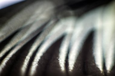 Mikroskop altında kelebek kanatları