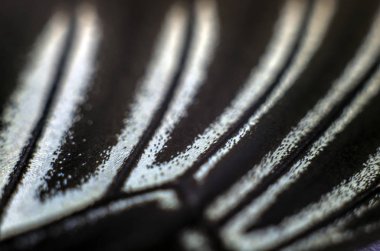 Mikroskop altında kelebek kanatları