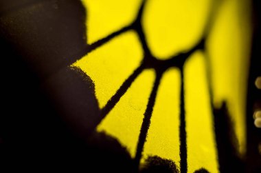 Mikroskop altında kelebek kanatları