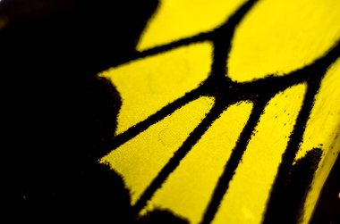 Mikroskop altında kelebek kanatları