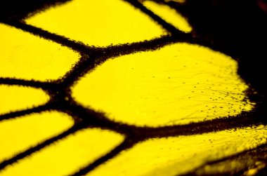 Mikroskop altında kelebek kanatları