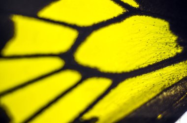 Mikroskop altında kelebek kanatları