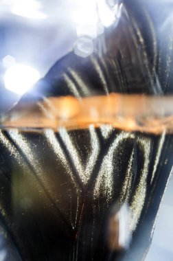 Mikroskop altında kelebek kanatları