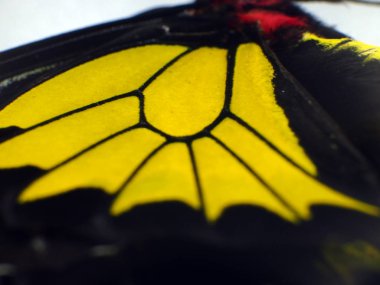 Mikroskop altında kelebek kanatları