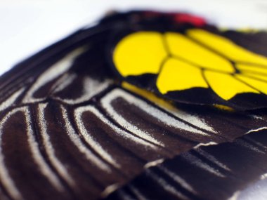 Mikroskop altında kelebek kanatları