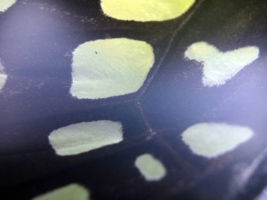 Mikroskop altında kelebek kanatları