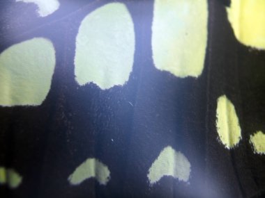 Mikroskop altında kelebek kanatları