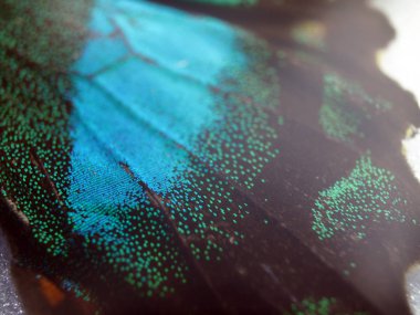 Mikroskop altında kelebek kanatları