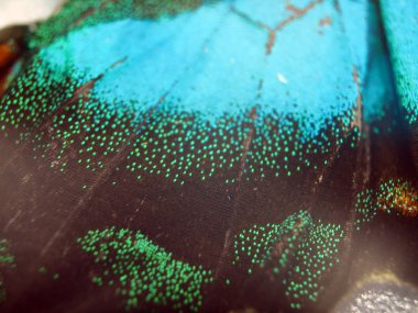 Mikroskop altında kelebek kanatları