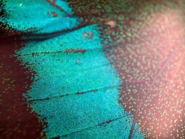 Mikroskop altında kelebek kanatları