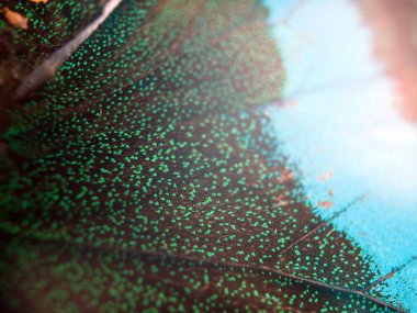 Mikroskop altında kelebek kanatları