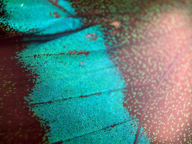 Mikroskop altında kelebek kanatları