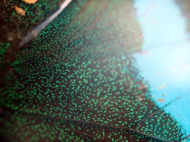 Mikroskop altında kelebek kanatları