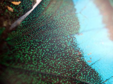 Mikroskop altında kelebek kanatları