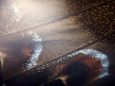 Mikroskop altında kelebek kanatları