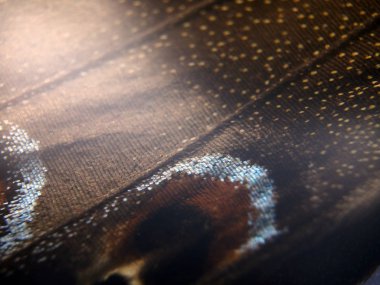 Mikroskop altında kelebek kanatları