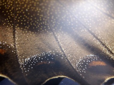 Mikroskop altında kelebek kanatları