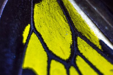 Mikroskop altında kelebek kanatları