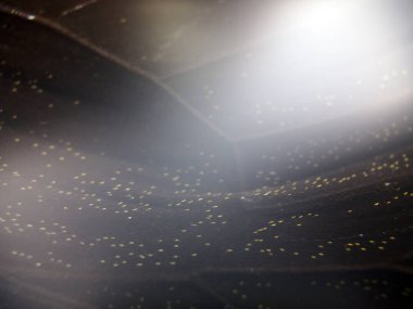 Mikroskop altında kelebek kanatları