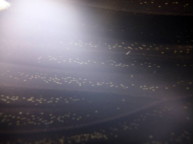 Mikroskop altında kelebek kanatları